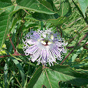 Passion Flower