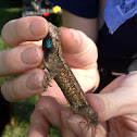 Eastern fence lizard