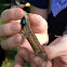 Eastern fence lizard