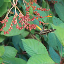 Zebra Heliconian