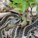 Garter Snake