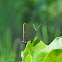 Edwards' Hairstreak