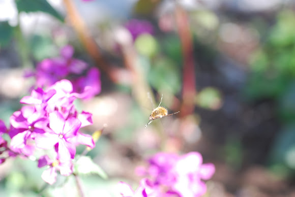 Spotting Image 1
