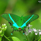 Banded Peacock