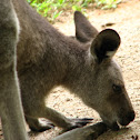 Eastern grey kangaroo