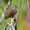 Rock Bunting, escribano montesino