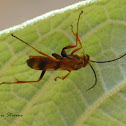 Wasp