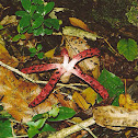 Octopus Stinkhorn
