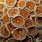 Sunray Zoanthid