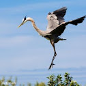 Blue Heron