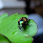 Japanese Beetle
