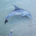 Bottlenose Doplhin