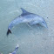 Bottlenose Doplhin