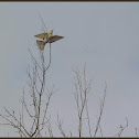 European Bee-eater