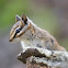 chipmunk