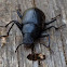 False Mealworm Beetle