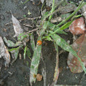 Male ladybug