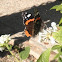 Vanesa. Red admiral