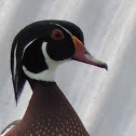 Wood Duck