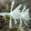 Azucena de mar
