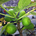 Common fig