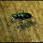 Six-Spotted Tiger Beetle