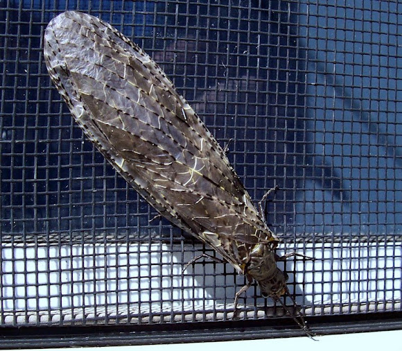 Spotting Image 1