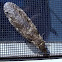 Eastern Dobsonfly