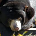 Sun Bear