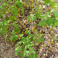 Florida Invasives