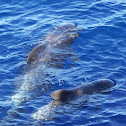 Bottlenose Dolphin
