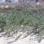 Coastal medick or sea medick.