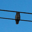 Barred Owl