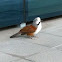 White Crested Laughing Thrush