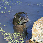 River Otter