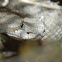 Mojave Sidewinder