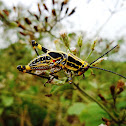 Elegant grasshopper nymph