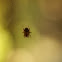 Orbweaver
