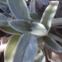 lambs ear