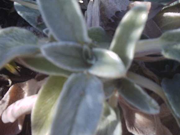 Spotting Image 1