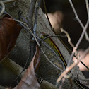Red-necked bronzeback