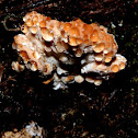Weeping Polypore