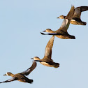 Blue-winged Teal