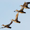 Blue-winged Teal