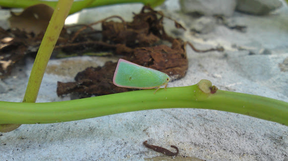 Spotting Image 1