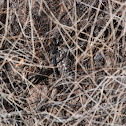 Long-eared Owl