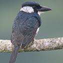 Black-breasted Puffbird