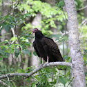 Turkey Buzzard