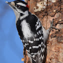 Downy Woodpecker