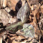 Red Trillium